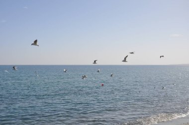 Doğal ortamda güzel kuş Larus ridibundus (Kara başlı Martı)