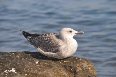 Doğal ortamda güzel kuş Larus ridibundus (Kara başlı Martı)