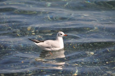 Doğal ortamda güzel kuş Larus ridibundus (Kara başlı Martı)