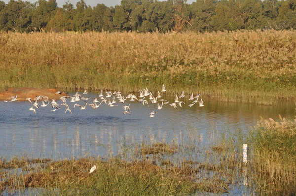 Doğal Ortamda Güzel Kuş Larus Ridibundus Kara Başlı Martı — Stok fotoğraf