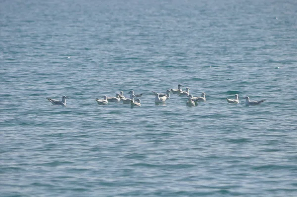 Bel Oiseau Larus Ridibundus Mouette Tête Noire Dans Milieu Naturel — Photo