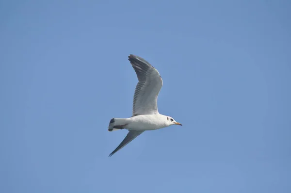 Beautiful Bird Larus Ridibundus Black Headed Gull Natural Environment — Stock Photo, Image