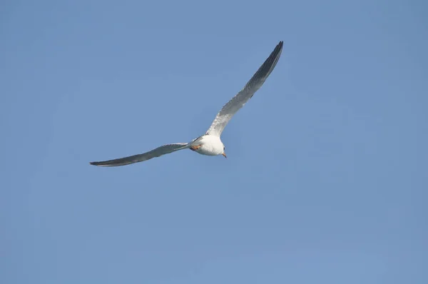 Piękny Ptak Larus Ridibundus Gull Black Headed Naturalnym Środowisku — Zdjęcie stockowe