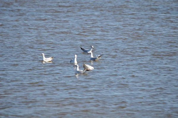 Krásný Pták Larus Ridibundus Racek Černohlavý Přírodním Prostředí — Stock fotografie