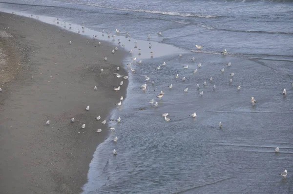 Belo Pássaro Larus Ridibundus Gaivota Cabeça Preta Ambiente Natural — Fotografia de Stock