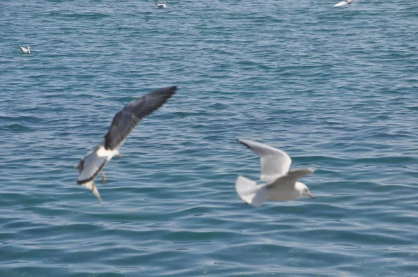 Belo Pássaro Larus Ridibundus Gaivota Cabeça Preta Ambiente Natural — Fotografia de Stock