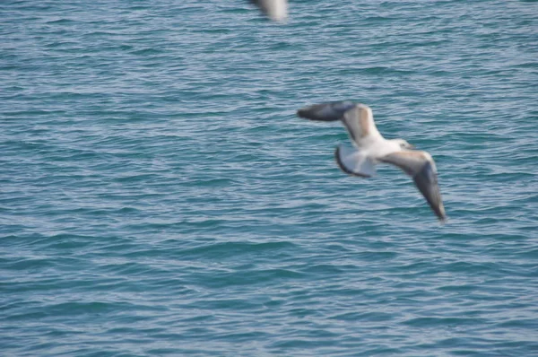 Bel Oiseau Larus Ridibundus Mouette Tête Noire Dans Milieu Naturel — Photo