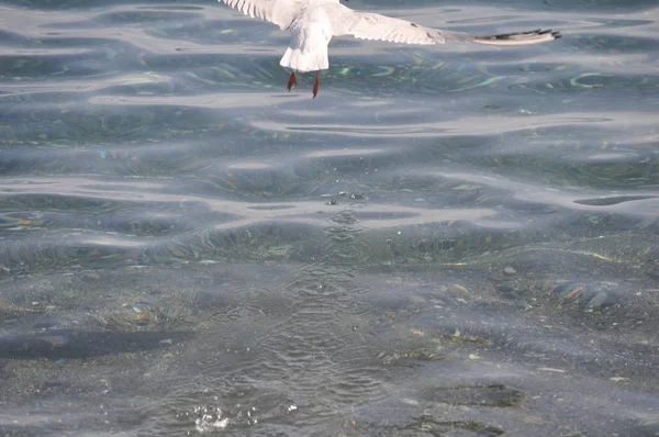 Den Vackra Fågeln Larus Ridibundus Svarthövdad Mås Den Naturliga Miljön — Stockfoto