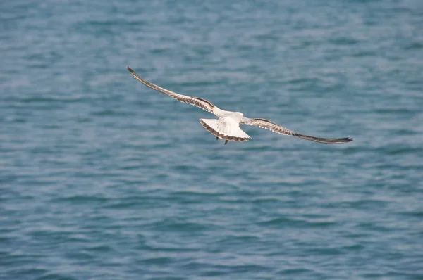 Den Vackra Fågeln Larus Ridibundus Svarthövdad Mås Den Naturliga Miljön — Stockfoto