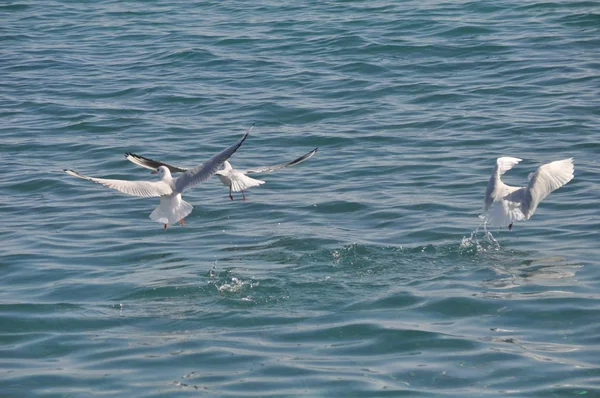 Όμορφο Πουλί Larus Μαυροκέφαλος Γλάρος Στο Φυσικό Περιβάλλον — Φωτογραφία Αρχείου