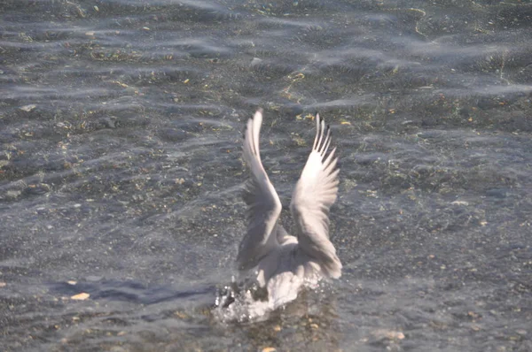 Prachtige Vogel Larus Ridibundus Black Headed Meeuw Natuurlijke Omgeving — Stockfoto