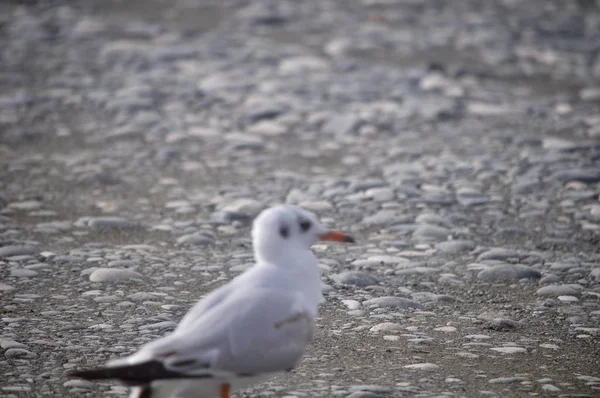 Belo Pássaro Larus Ridibundus Gaivota Cabeça Preta Ambiente Natural — Fotografia de Stock