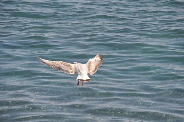 Piękny Ptak Larus Ridibundus Gull Black Headed Naturalnym Środowisku — Zdjęcie stockowe