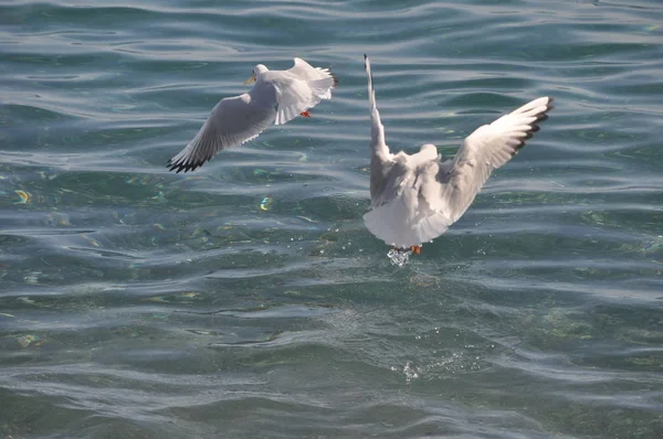 Belo Pássaro Larus Ridibundus Gaivota Cabeça Preta Ambiente Natural — Fotografia de Stock