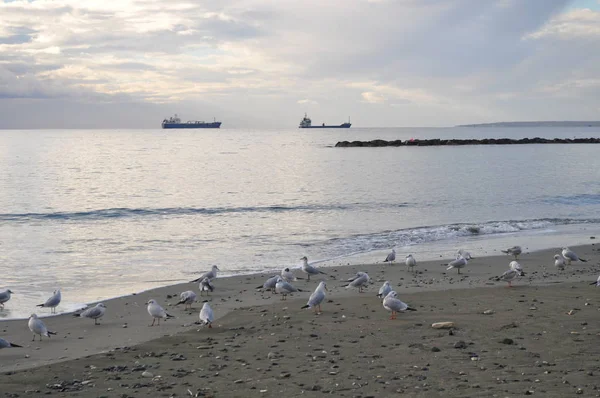 Bel Oiseau Larus Ridibundus Mouette Tête Noire Dans Milieu Naturel — Photo