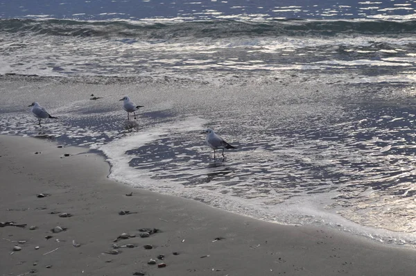 Hermoso Pájaro Larus Ridibundus Gaviota Cabeza Negra Entorno Natural —  Fotos de Stock