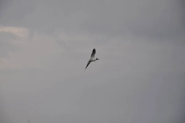 Doğal Ortamda Güzel Kuş Larus Ridibundus Kara Başlı Martı — Stok fotoğraf