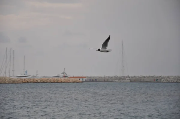 Hermoso Pájaro Larus Ridibundus Gaviota Cabeza Negra Entorno Natural —  Fotos de Stock