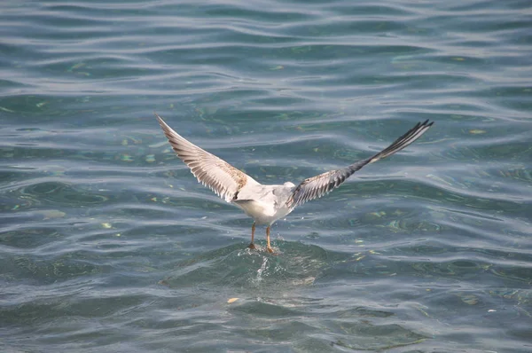 Prachtige Vogel Larus Ridibundus Black Headed Meeuw Natuurlijke Omgeving — Stockfoto