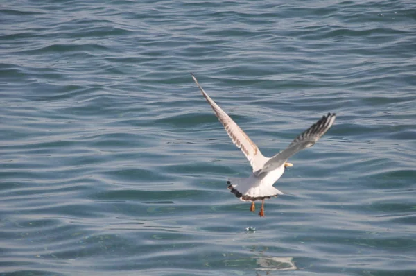 Prachtige Vogel Larus Ridibundus Black Headed Meeuw Natuurlijke Omgeving — Stockfoto