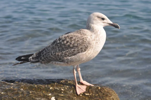 Piękny Ptak Larus Ridibundus Gull Black Headed Naturalnym Środowisku — Zdjęcie stockowe