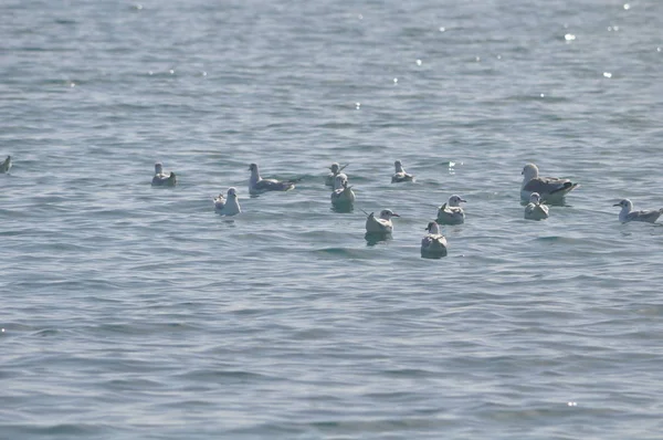 Hermoso Pájaro Larus Ridibundus Gaviota Cabeza Negra Entorno Natural — Foto de Stock