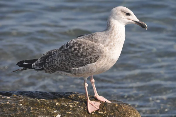 Belo Pássaro Larus Ridibundus Gaivota Cabeça Preta Ambiente Natural — Fotografia de Stock