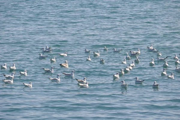 Hermoso Pájaro Larus Ridibundus Gaviota Cabeza Negra Entorno Natural — Foto de Stock