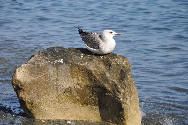 Belo Pássaro Larus Ridibundus Gaivota Cabeça Preta Ambiente Natural — Fotografia de Stock