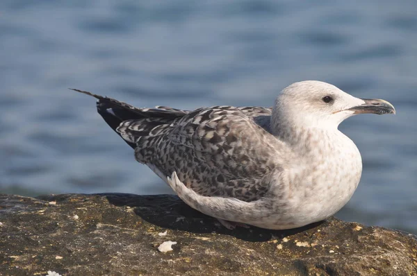 Hermoso Pájaro Larus Ridibundus Gaviota Cabeza Negra Entorno Natural —  Fotos de Stock