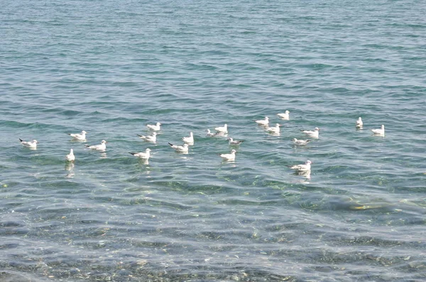 Frumoasa Pasăre Larus Ridibundus Pescărușul Cap Negru Mediul Natural — Fotografie, imagine de stoc