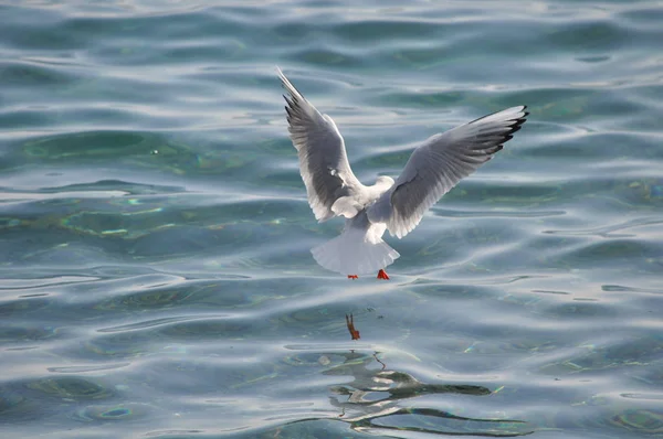 Belo Pássaro Larus Ridibundus Gaivota Cabeça Preta Ambiente Natural — Fotografia de Stock