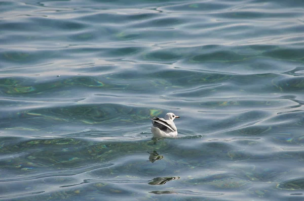 Piękny Ptak Larus Ridibundus Gull Black Headed Naturalnym Środowisku — Zdjęcie stockowe