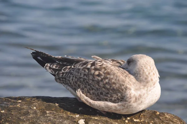 Hermoso Pájaro Larus Ridibundus Gaviota Cabeza Negra Entorno Natural —  Fotos de Stock