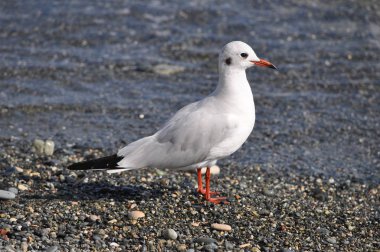 Doğal ortamda güzel kuş Larus ridibundus (Kara başlı Martı)