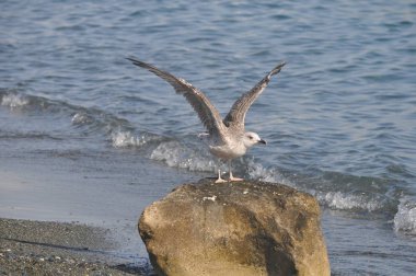 Doğal ortamda güzel kuş Larus ridibundus (Kara başlı Martı)