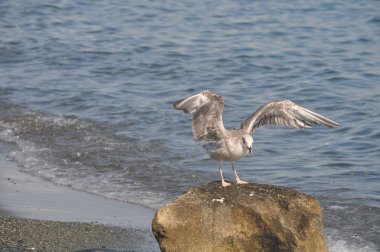 Doğal ortamda güzel kuş Larus ridibundus (Kara başlı Martı)