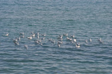 Doğal ortamda güzel kuş Larus ridibundus (Kara başlı Martı)