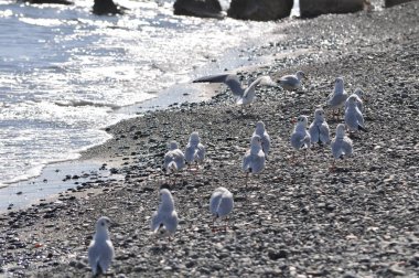 Doğal ortamda güzel kuş Larus ridibundus (Kara başlı Martı)