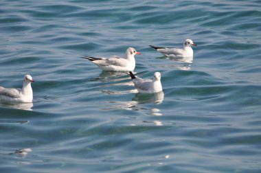 Doğal ortamda güzel kuş Larus ridibundus (Kara başlı Martı)