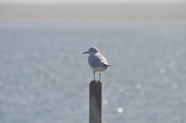 Doğal ortamda güzel kuş Larus ridibundus (Kara başlı Martı)