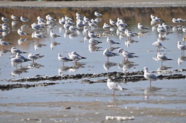Doğal ortamda güzel kuş Larus ridibundus (Kara başlı Martı)