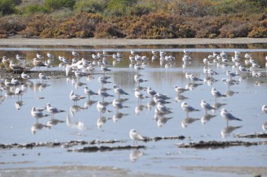 Doğal ortamda güzel kuş Larus ridibundus (Kara başlı Martı)