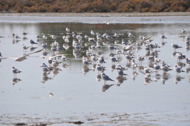 Doğal ortamda güzel kuş Larus ridibundus (Kara başlı Martı)