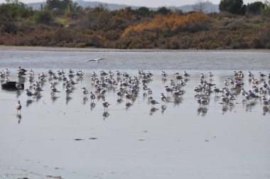 Doğal ortamda güzel kuş Larus ridibundus (Kara başlı Martı)