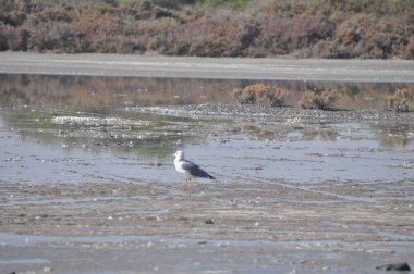 Doğal ortamda güzel kuş Larus ridibundus (Kara başlı Martı)