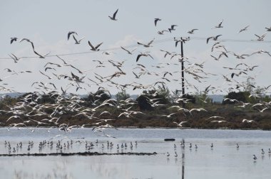 Doğal ortamda güzel kuş Larus ridibundus (Kara başlı Martı)