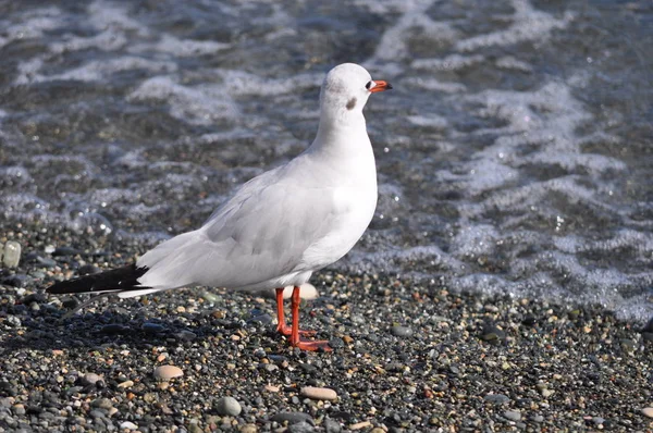 Den Vackra Fågeln Larus Ridibundus Svarthövdad Mås Den Naturliga Miljön — Stockfoto