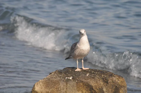 Beautiful Bird Larus Ridibundus Black Headed Gull Natural Environment — Stock Photo, Image