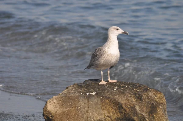 Hermoso Pájaro Larus Ridibundus Gaviota Cabeza Negra Entorno Natural —  Fotos de Stock